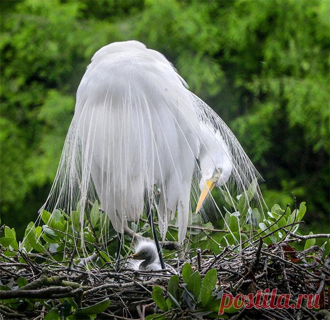 Восхитительные фото птиц — Наука и жизнь