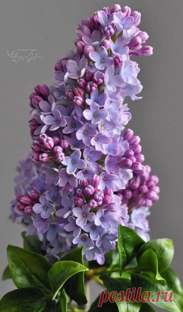 Пин на доске яСИРЕНЬ