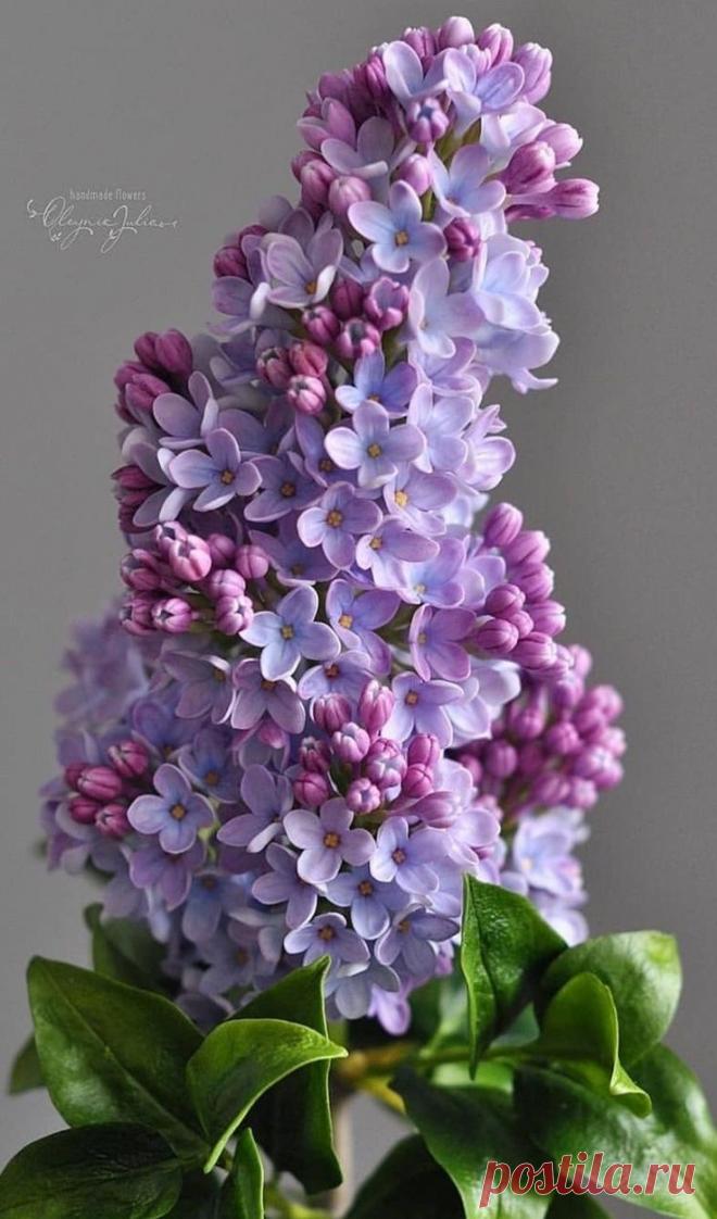 Пин на доске яСИРЕНЬ