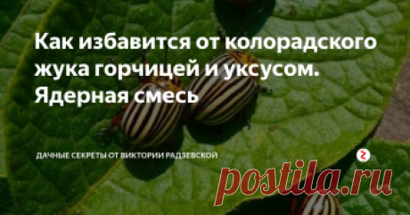Как избавится от колорадского жука горчицей и уксусом.