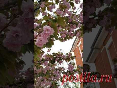 #сакура #цветы #sakura ❤️