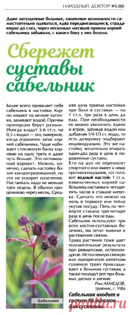 Суставы сбережет сабельник