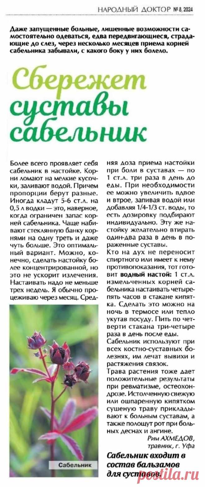 Суставы сбережет сабельник