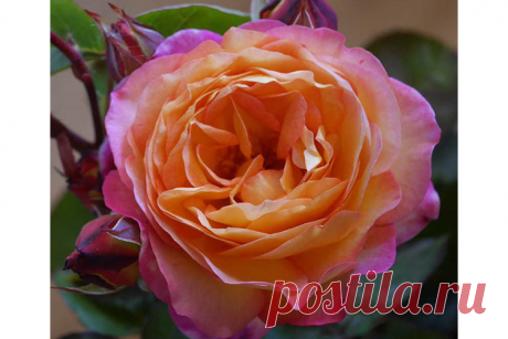 Роза флорибунда Ле Рози де Ля Мемуар (Rosa Floribunda Le Rosier De La Memoire) ОКС осень 2022 — Питомник Летний сад