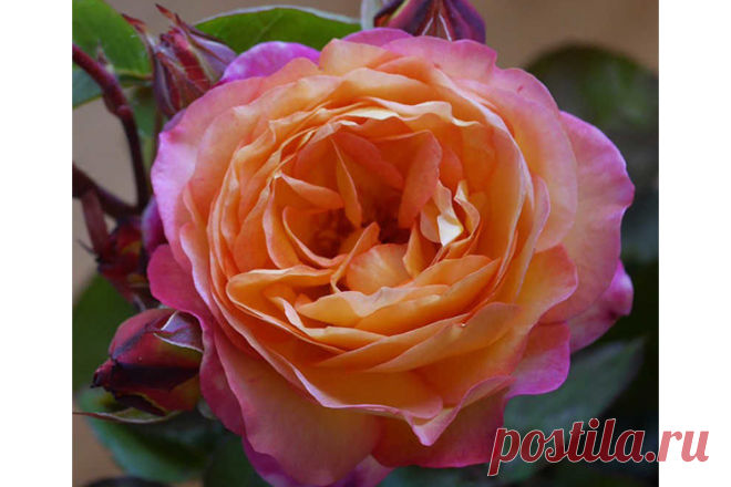 Роза флорибунда Ле Рози де Ля Мемуар (Rosa Floribunda Le Rosier De La Memoire) ОКС осень 2022 — Питомник Летний сад