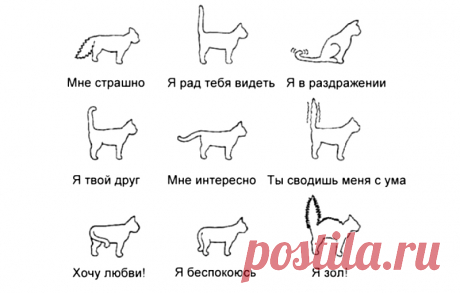 Знакомый ветеринар показал за 3 минуты как научиться понимать кошек по хвосту