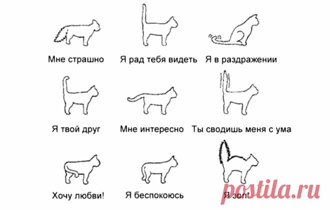 Знакомый ветеринар показал за 3 минуты как научиться понимать кошек по хвосту