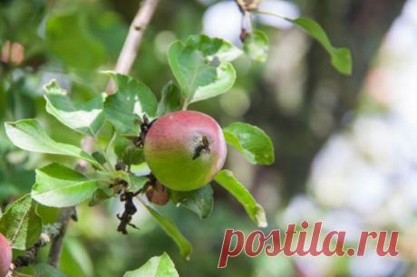 Сколько раз на одном месте можно сажать яблоню? Ответ вас удивит. Яблоня, посаженная после яблони, сталкивается с целым комплексом проблем.
