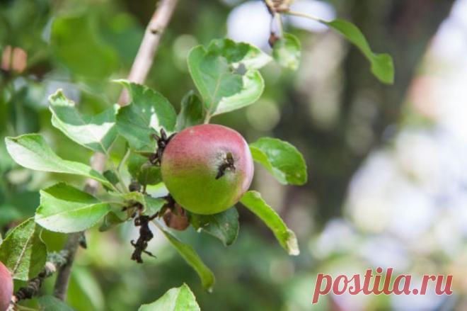 Сколько раз на одном месте можно сажать яблоню? Ответ вас удивит. Яблоня, посаженная после яблони, сталкивается с целым комплексом проблем.