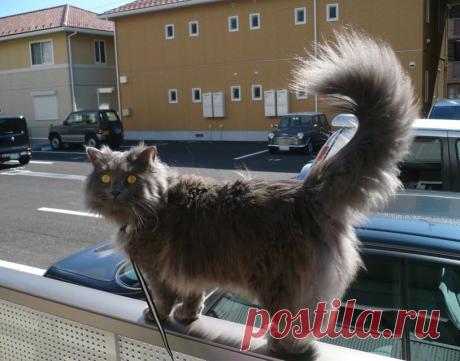 🐾 Шантильи-тиффани — редкая североамериканская кошка с мягким характером и шелковистой шерстью. Идеальный компаньон для спокойной семьи или одинокого владельца. Узнайте всё о породе, уходе и особенностях:
#кошки #порода #ШантильиТиффани
Фото: commons.wikimedia.org