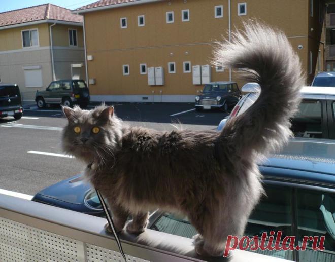 🐾 Шантильи-тиффани — редкая североамериканская кошка с мягким характером и шелковистой шерстью. Идеальный компаньон для спокойной семьи или одинокого владельца. Узнайте всё о породе, уходе и особенностях: 

#кошки #порода #ШантильиТиффани 
Фото: commons.wikimedia.org