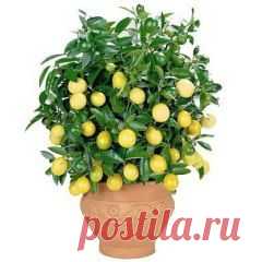 (67) Одноклассники