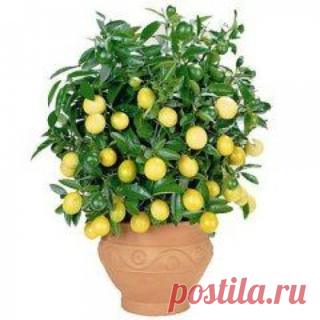 (67) Одноклассники