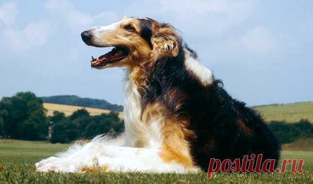 6 самых тихих собак: породы, которые не лают - PetTips