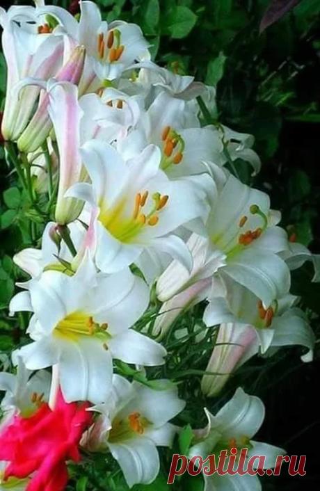 Google+