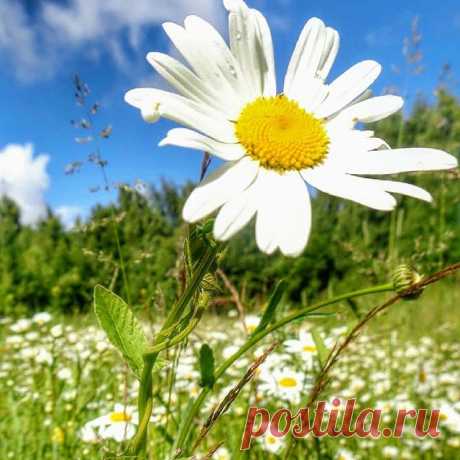 Какое лето без ромашек! 
#пермь#лето#ромашки#цветочки#июнь#summer#r_u_s_s_i_a#природа#полевыецветы#nature_russia#природароссии#natureofrussia#flowers_#цветыполевые#etonashural#широкастранамояродная#моястранароссия#russiamylove#loves_russia#глубинка#fotorussia#russiaonline#фотодляроссии#landscape_russia#rus_photos#russia_pics