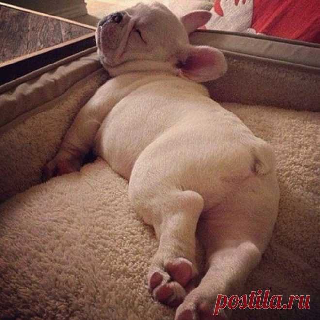 Спят усталые щеночки, в миске спят