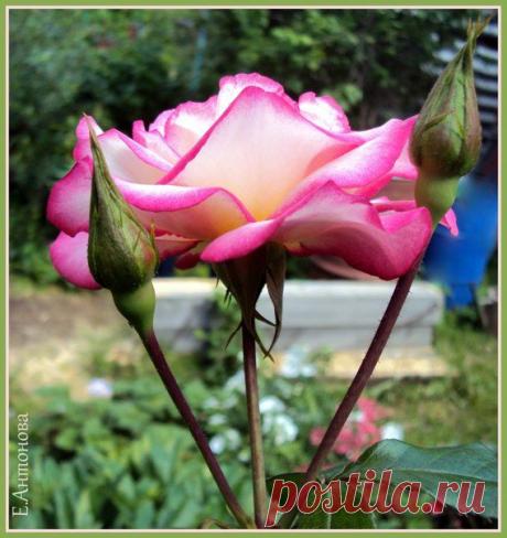 ЛЕДИ-ФЕЯ | Уют. Рукоделие. Декор дома и сада