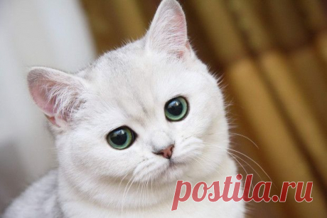 Кошки испытывают стресс от слишком ласковых хозяев | ПИТОМЦЫ