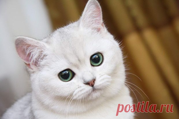 Кошки испытывают стресс от слишком ласковых хозяев | ПИТОМЦЫ