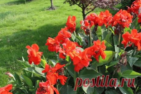 Канны, посадка и уход весной