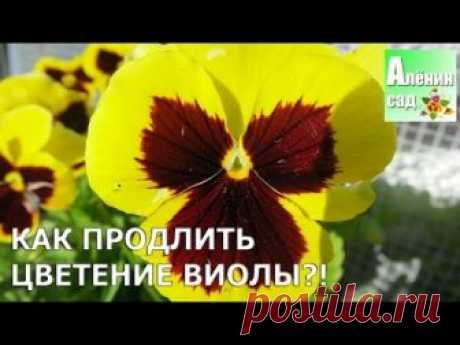 Виола или анютины глазки - замечательное растение! Но есть у нее свойство сохранять декоративность до середины лета, а потом она вытягивается, перестает цвес...