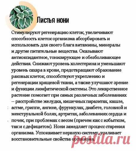 Листья нони - лечебные свойства