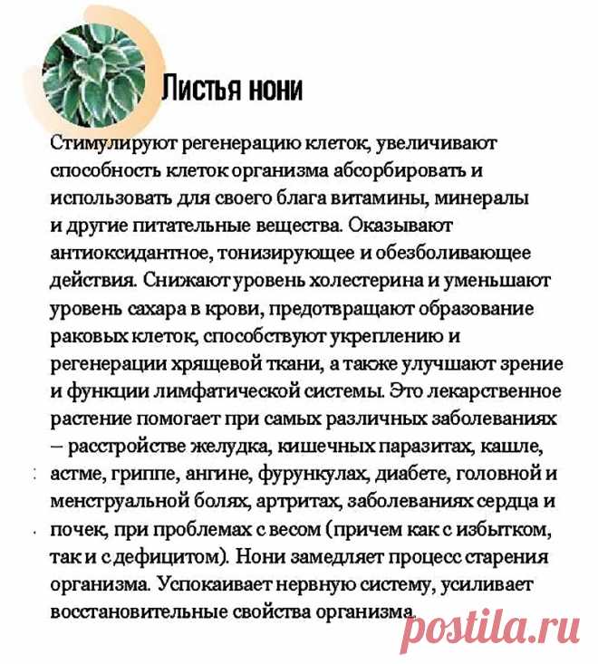 Листья нони - лечебные свойства