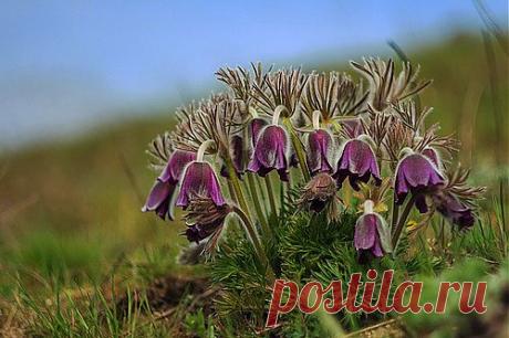 Др@коша — «Весенний сон» на Яндекс.Фотках