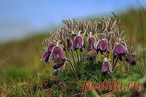 Др@коша — «Весенний сон» на Яндекс.Фотках