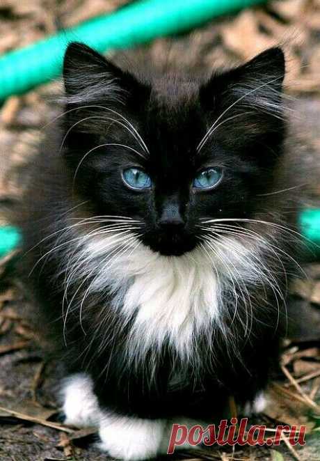 (2) Pinterest