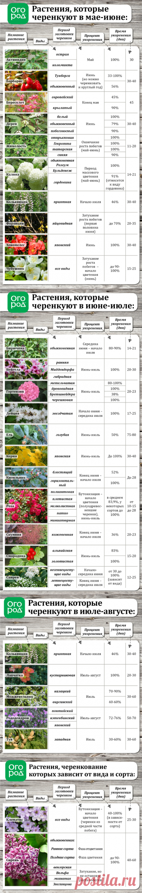 Летнее размножение декоративных растений зелеными черенками