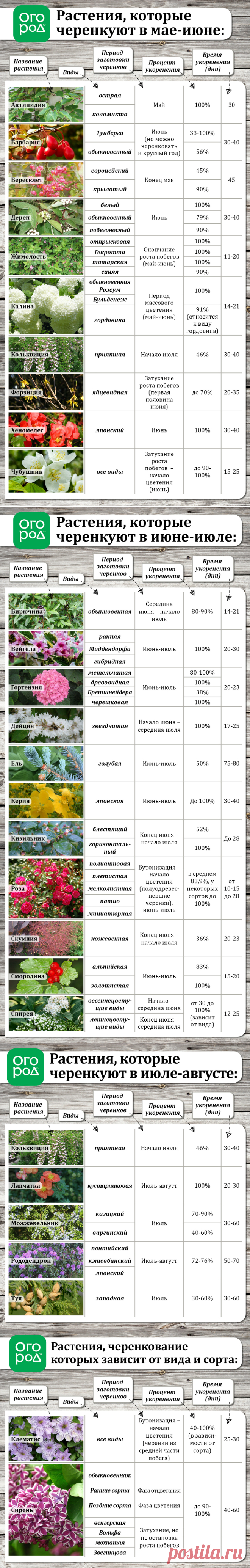 Летнее размножение декоративных растений зелеными черенками