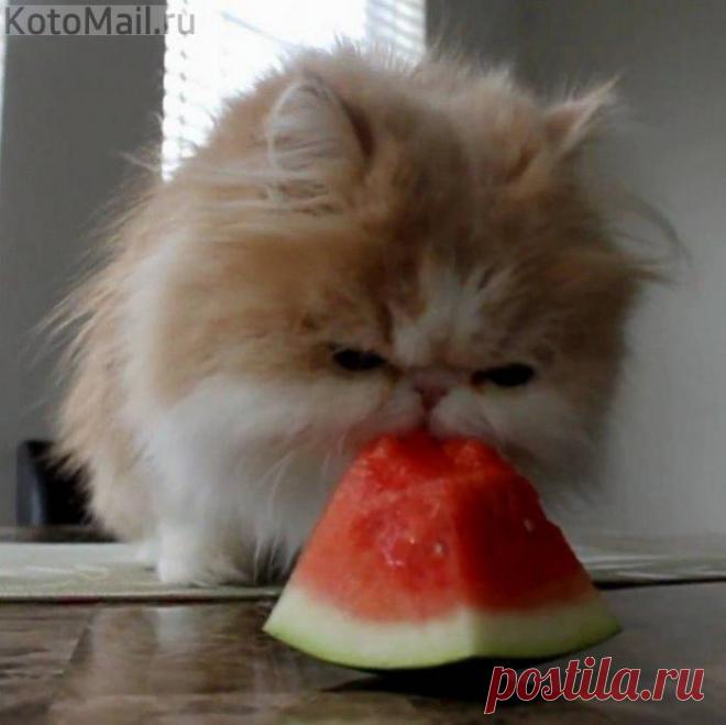 Маленькая сладкоежка