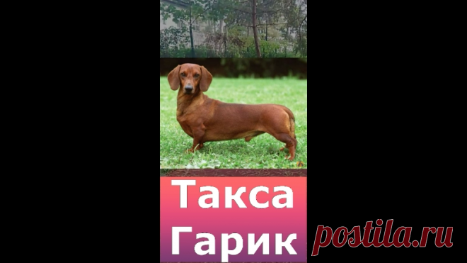 ✨ Такса Гарик ✨