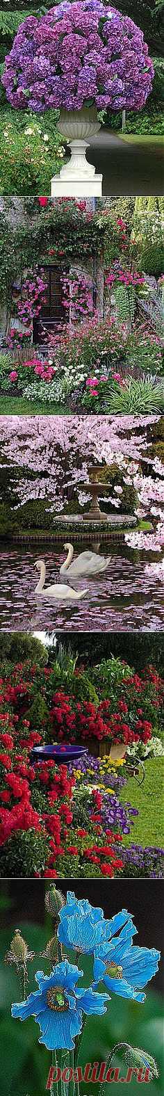 ✿ FlOwɛɽʂ╭•⊰✿ Ɠaɽɗɛɲʂ ✿ в Pinterest