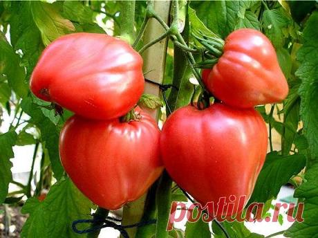 ЙОД ДЛЯ ПОМИДОРА