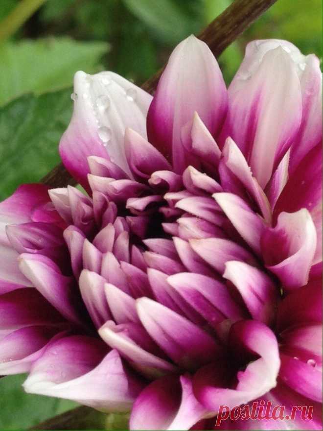 Я люблю ✿ ЦВЕТЫ ✿ | I ♥ Flowers