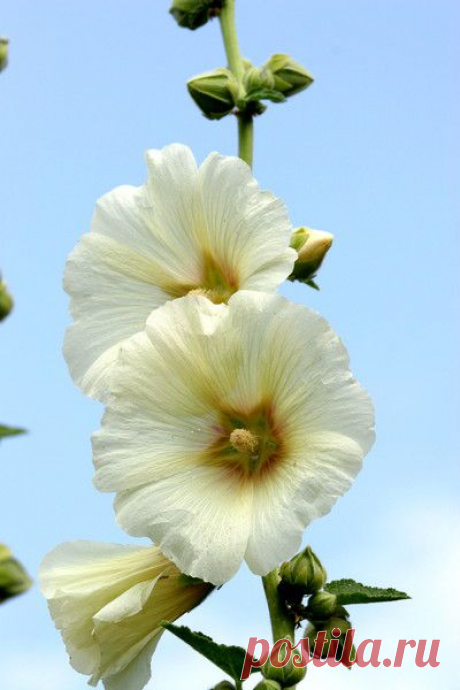 Мальва.