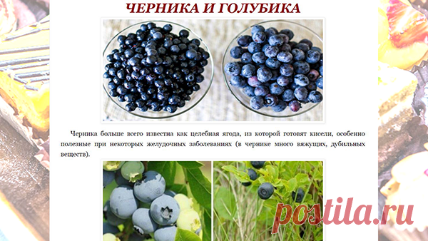 ЧЕРНИКА И ГОЛУБИКА