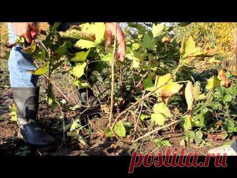 Обрезка ягодных кустарников осенью