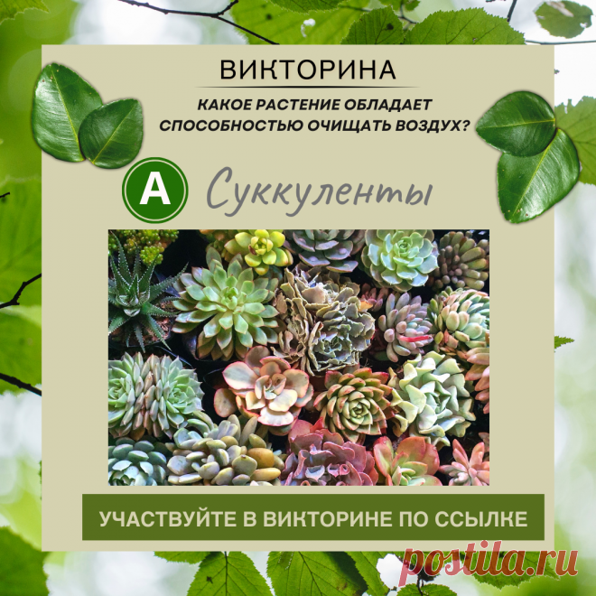 Какое растение обладает способностью очищать воздух? - Узнайте правильный ответ в нашей викторине по ссылке