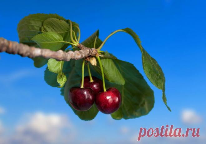 Какие деревья следует высаживать около дома — приметы от наших бабушек | Азбука огородника | Яндекс Дзен