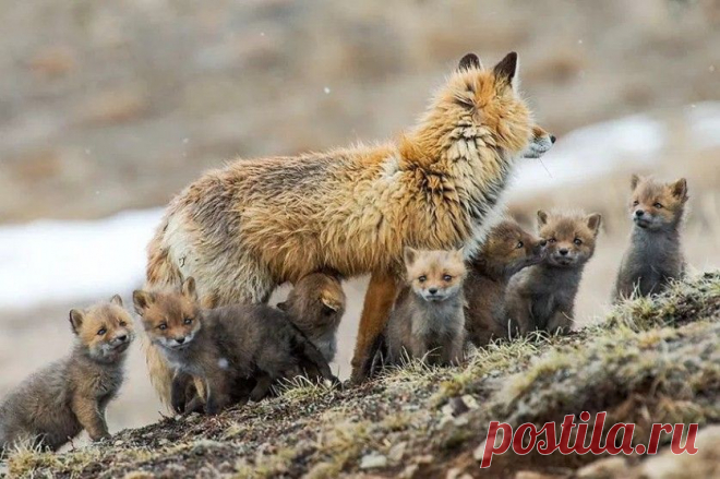 Чукотские лисицы и лисята — Наука и жизнь