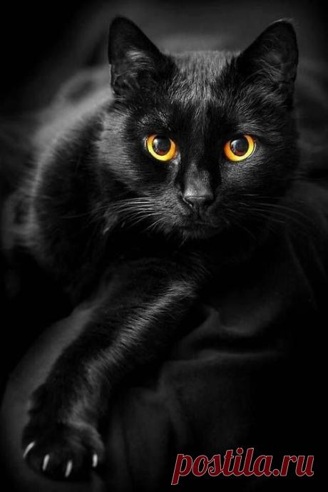 Bombay Cats  |  Pinterest: инструмент для поиска и хранения интересных идей