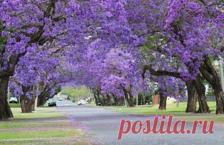 Цветение жакаранды - Путешествуем вместе