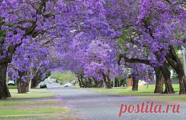 Цветение жакаранды - Путешествуем вместе