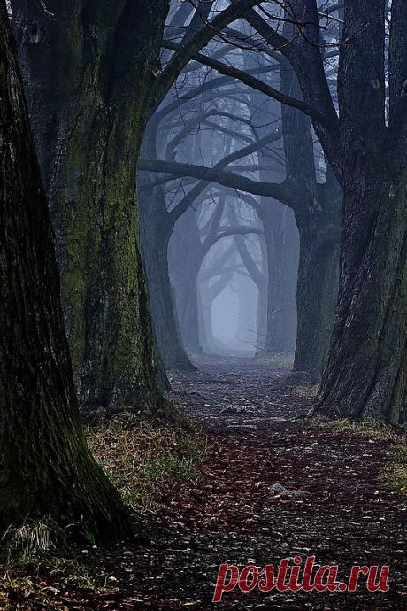 легенда о дереве