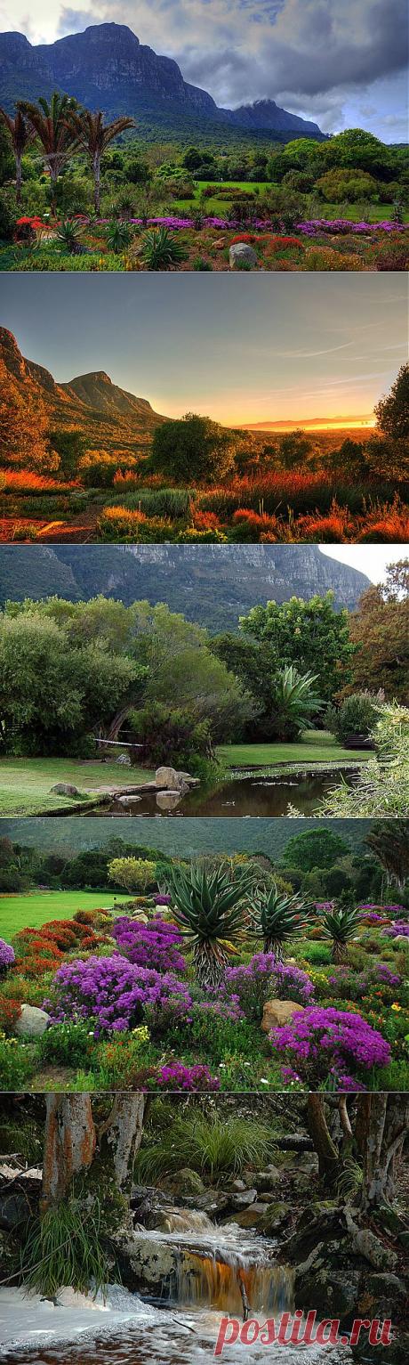 Роскошный сад Кирстенбош в Южной Африке.