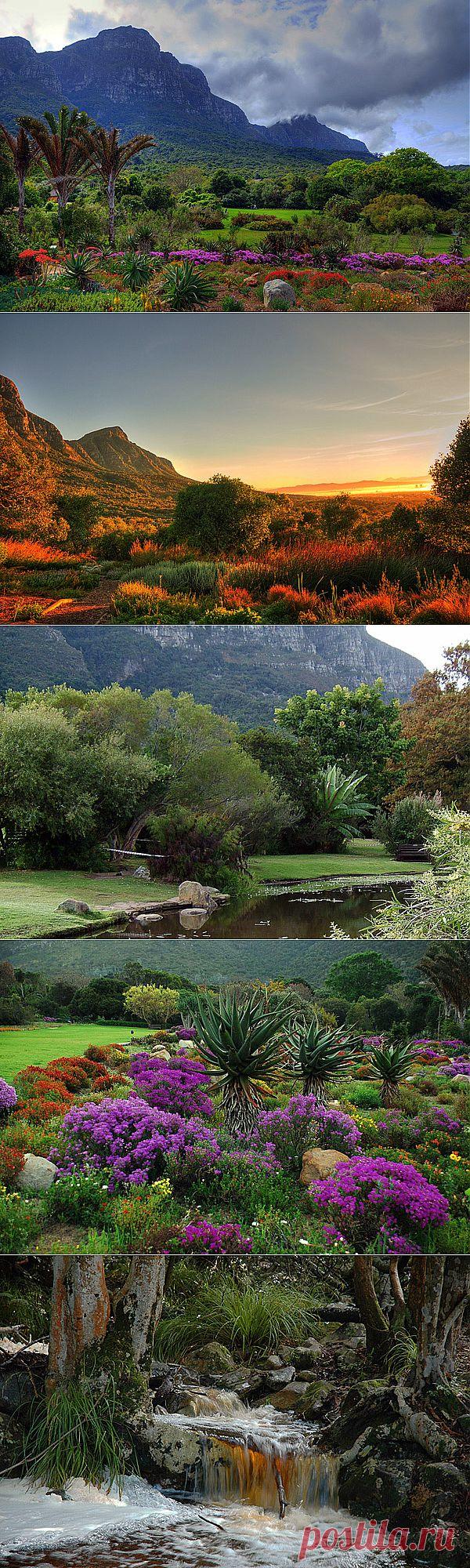 Роскошный сад Кирстенбош в Южной Африке.